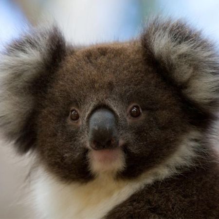 Bimbi Park - Camping Under Koalas Cape Otway Buitenkant foto