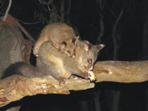 Bimbi Park - Camping Under Koalas Cape Otway Buitenkant foto