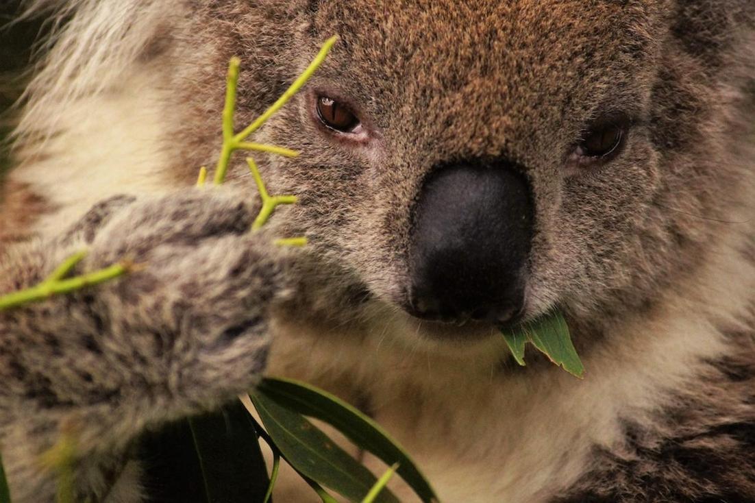 Bimbi Park - Camping Under Koalas Cape Otway Buitenkant foto