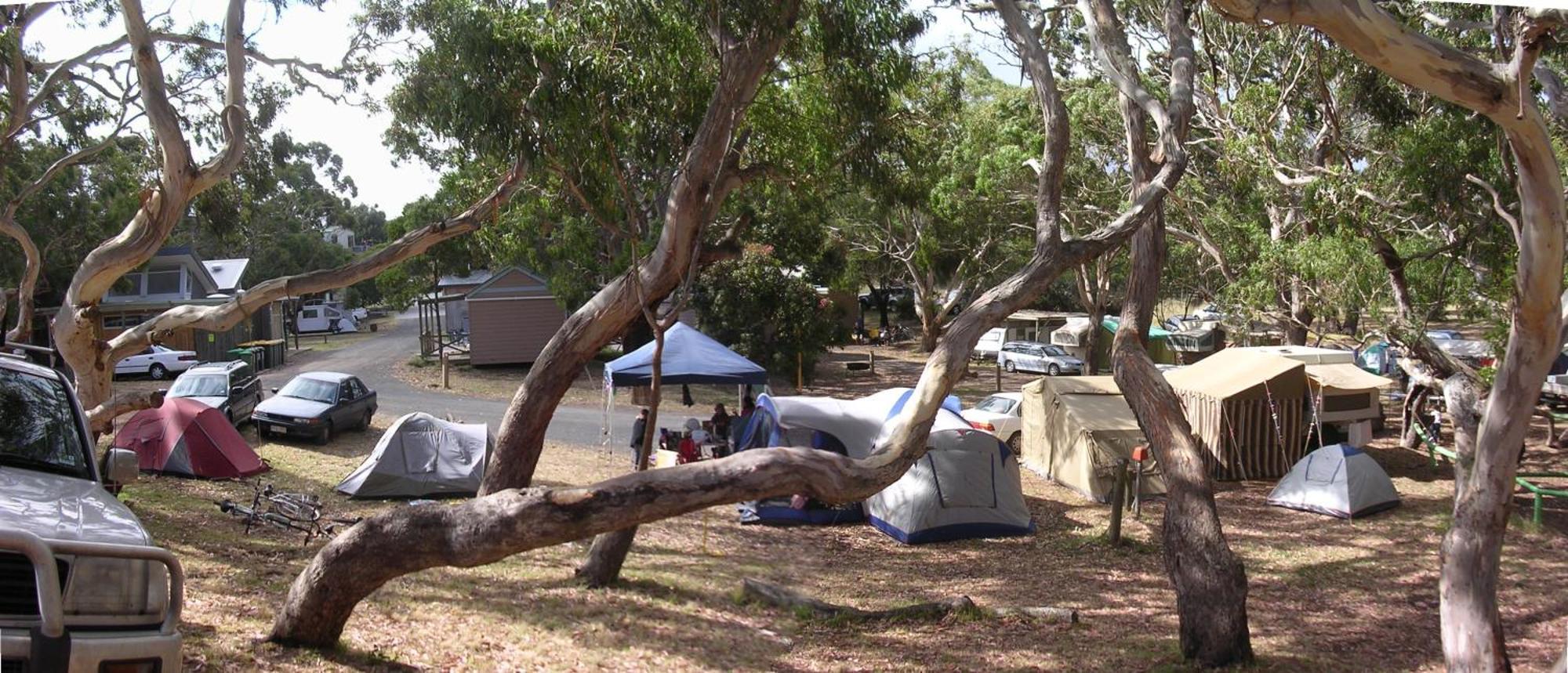 Bimbi Park - Camping Under Koalas Cape Otway Buitenkant foto