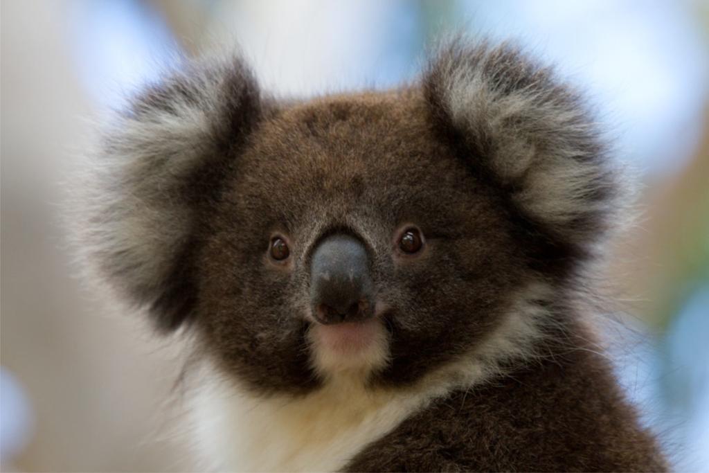 Bimbi Park - Camping Under Koalas Cape Otway Buitenkant foto